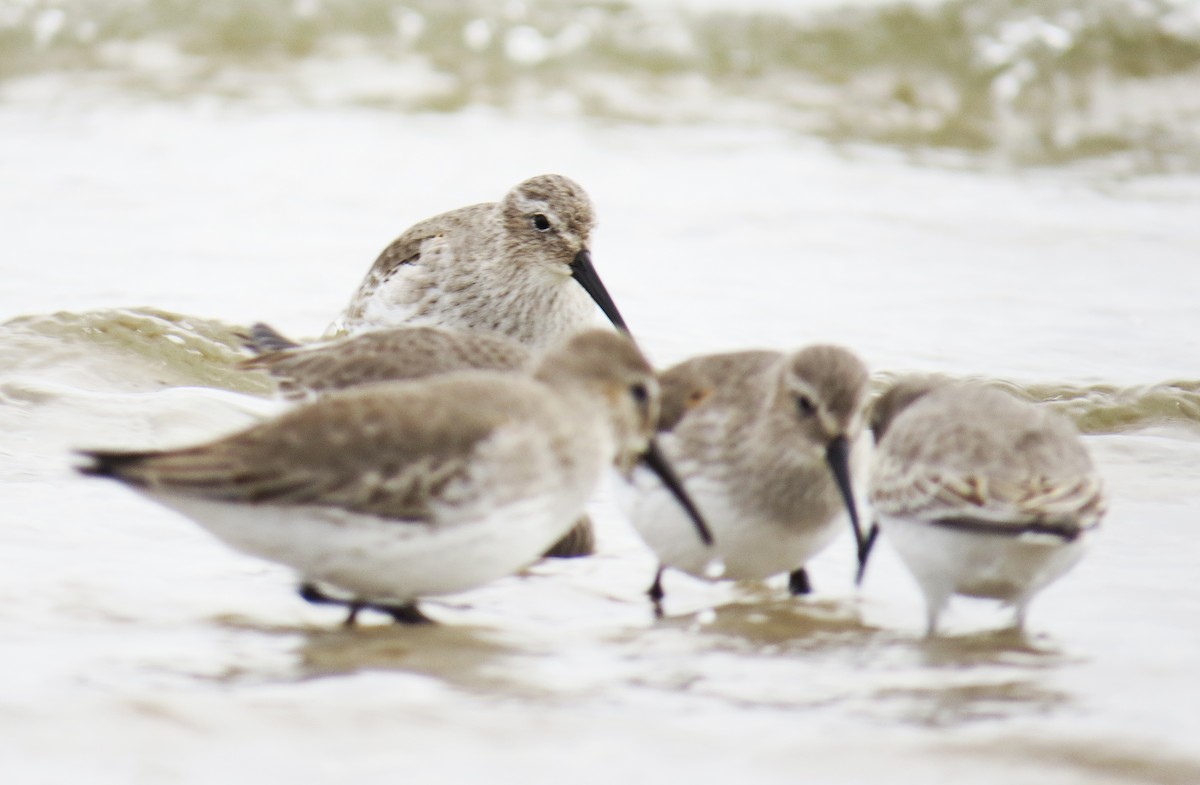 ハマシギ - ML645742729