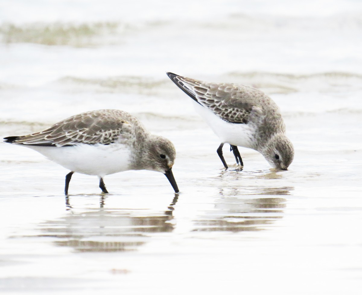 ハマシギ - ML645742730