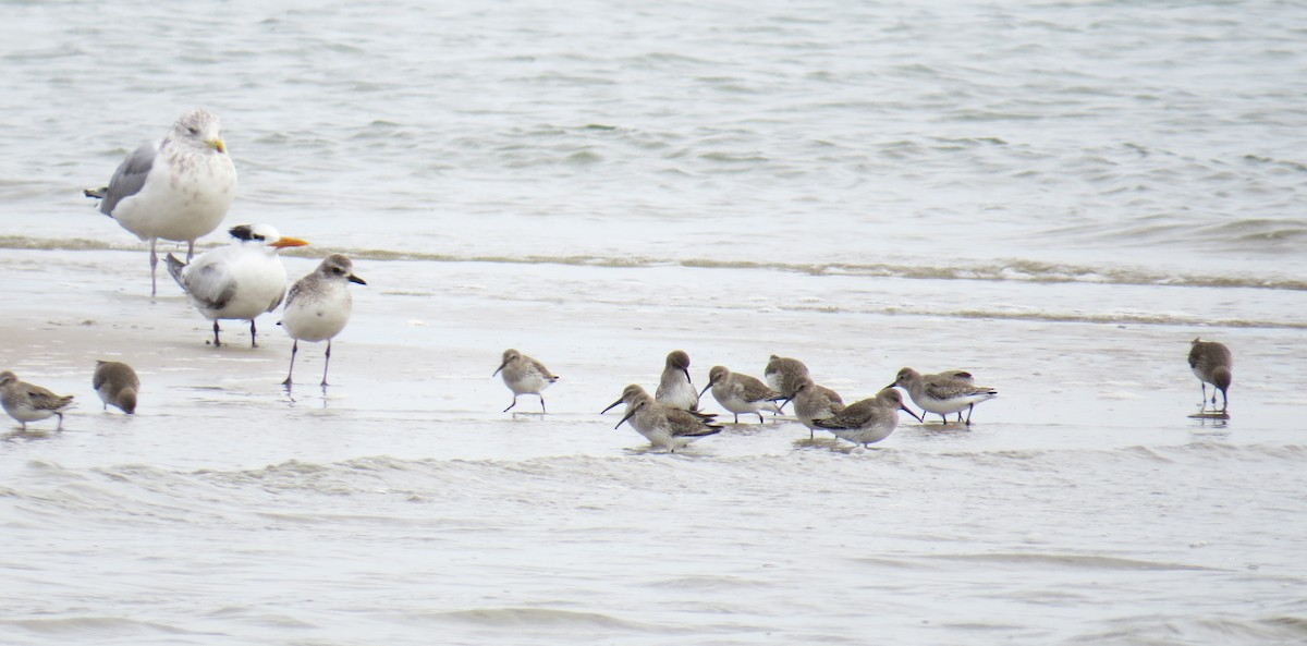 ハマシギ - ML645742732