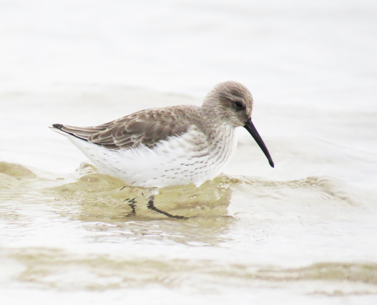 ハマシギ - ML645742733