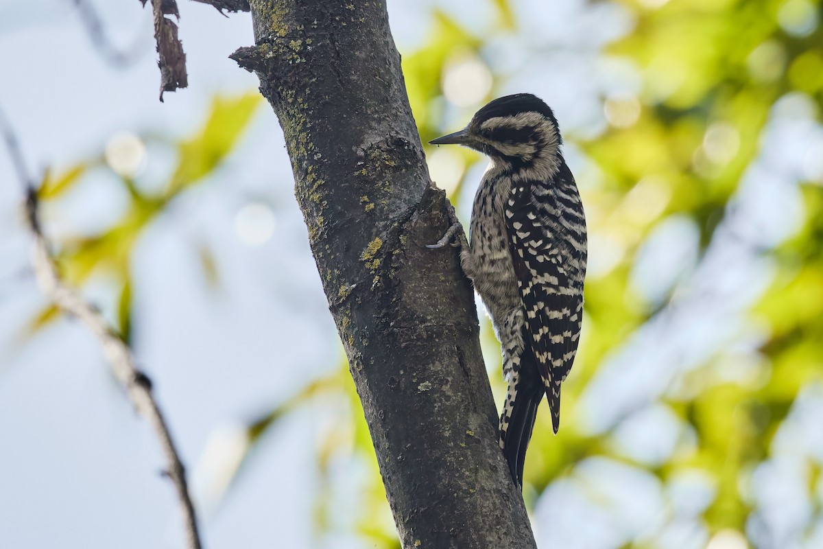 シマアカゲラ - ML645742735