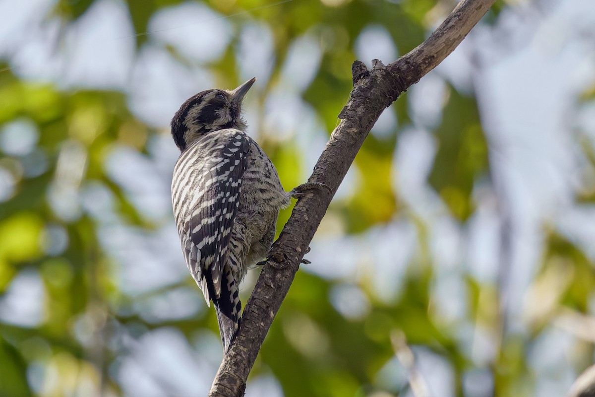 シマアカゲラ - ML645742738