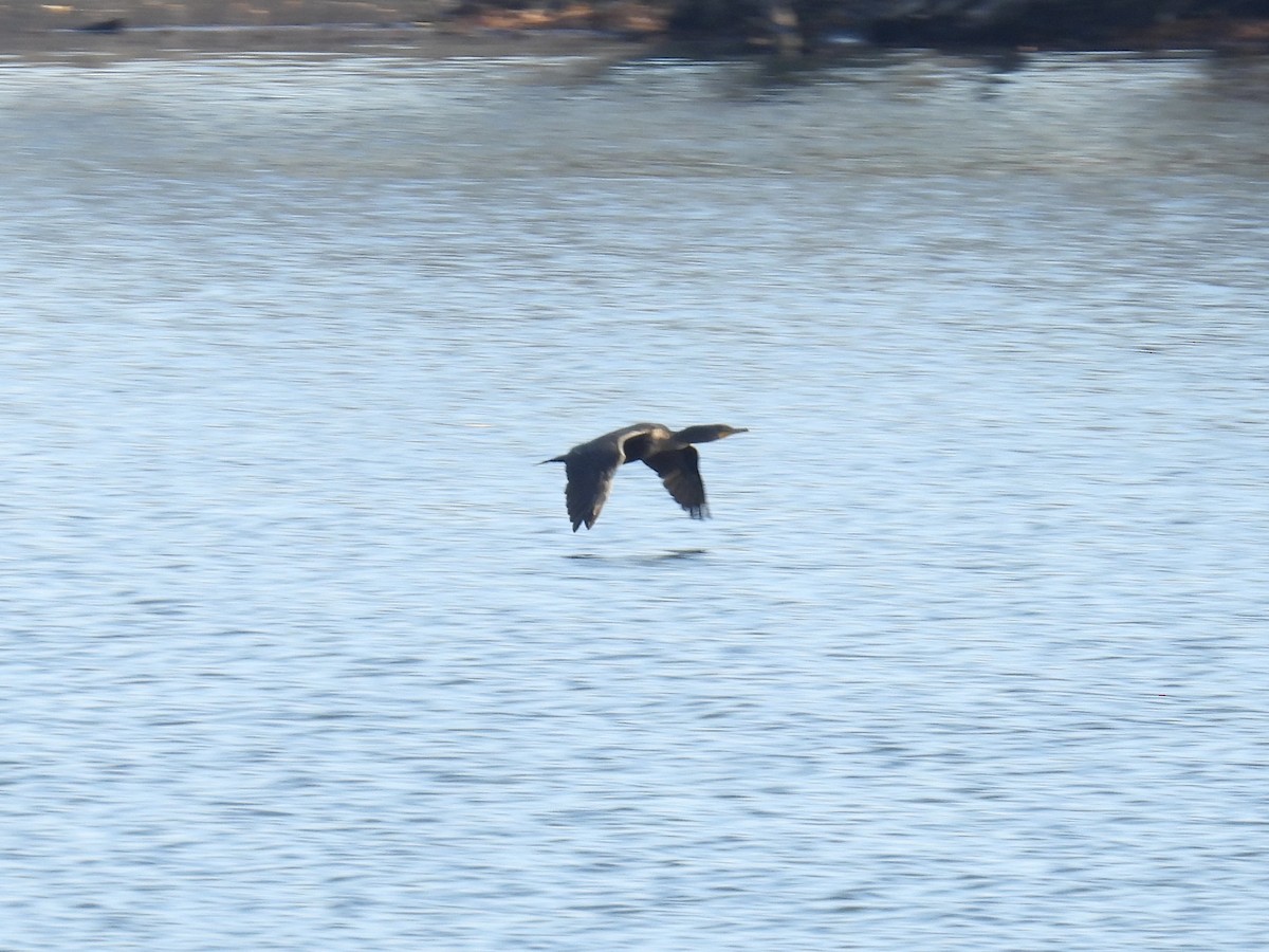 Double-crested Cormorant - ML645742743