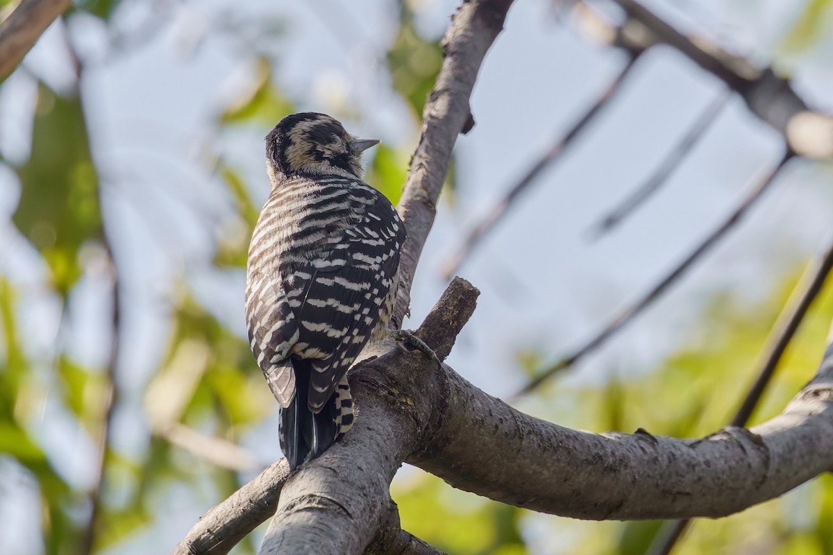 Ladder-backed Woodpecker - ML645742746