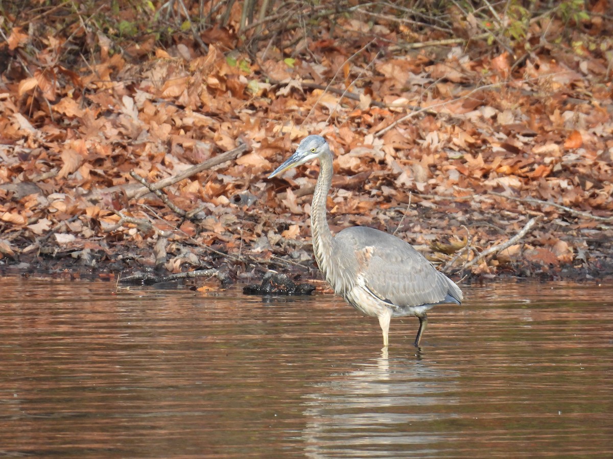 Great Blue Heron - ML645742747