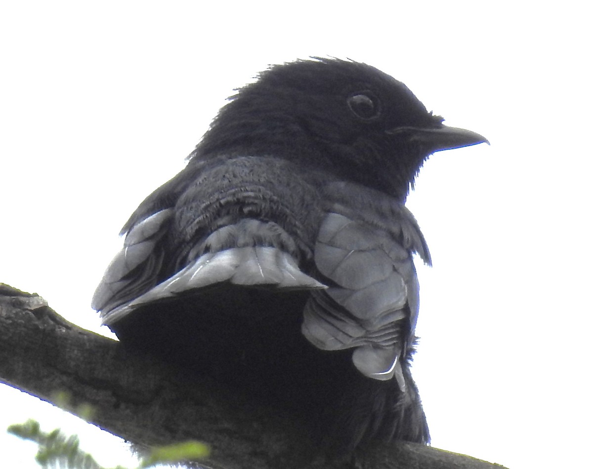 Southern Black-Flycatcher - ML645742749