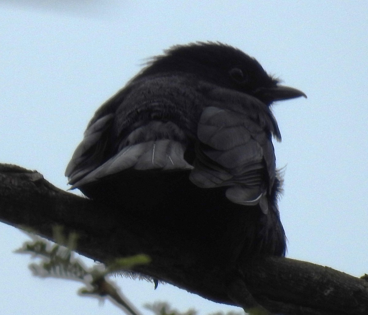 Southern Black-Flycatcher - ML645742750