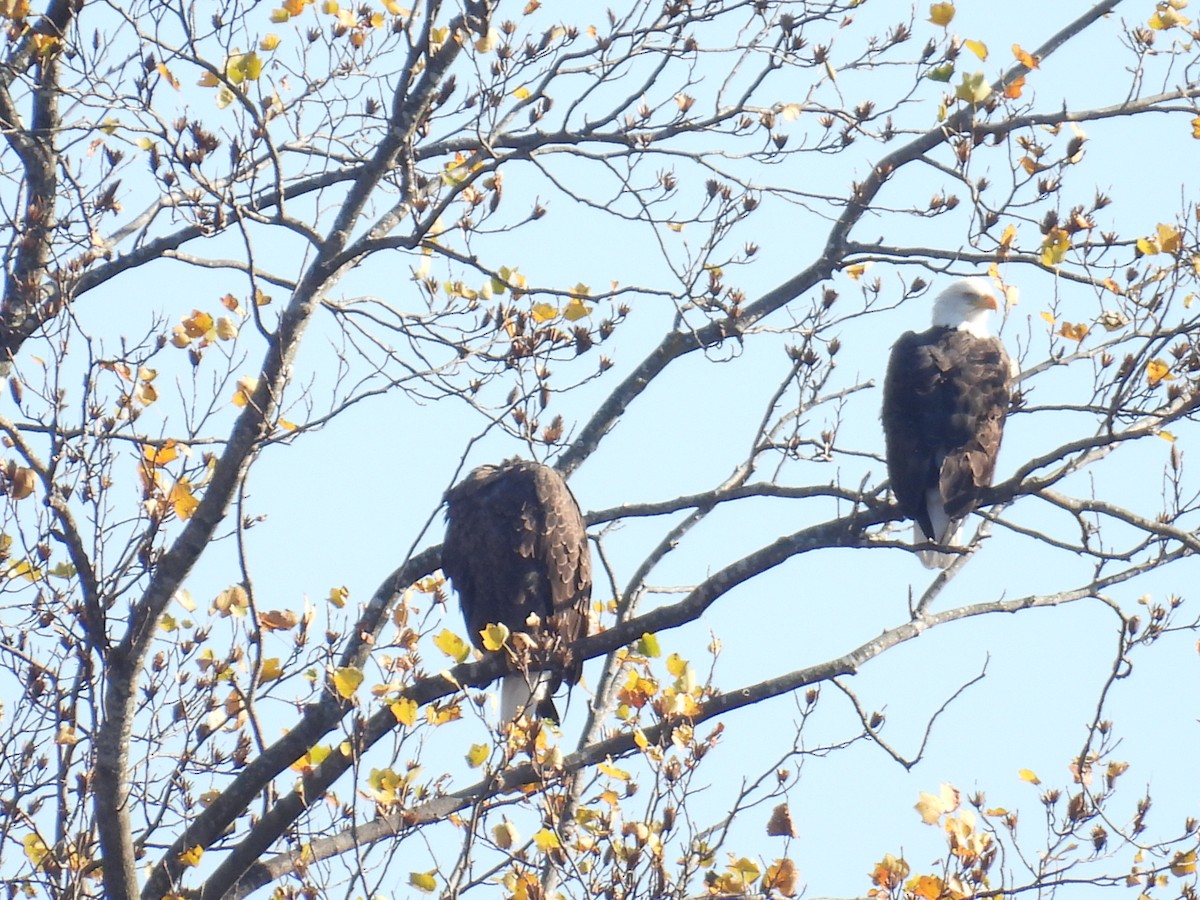 Bald Eagle - ML645742757