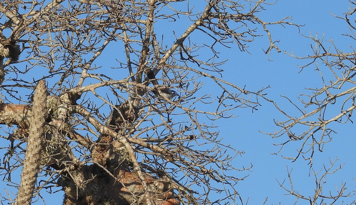 Crested Coua (Chestnut-vented) - ML645742758