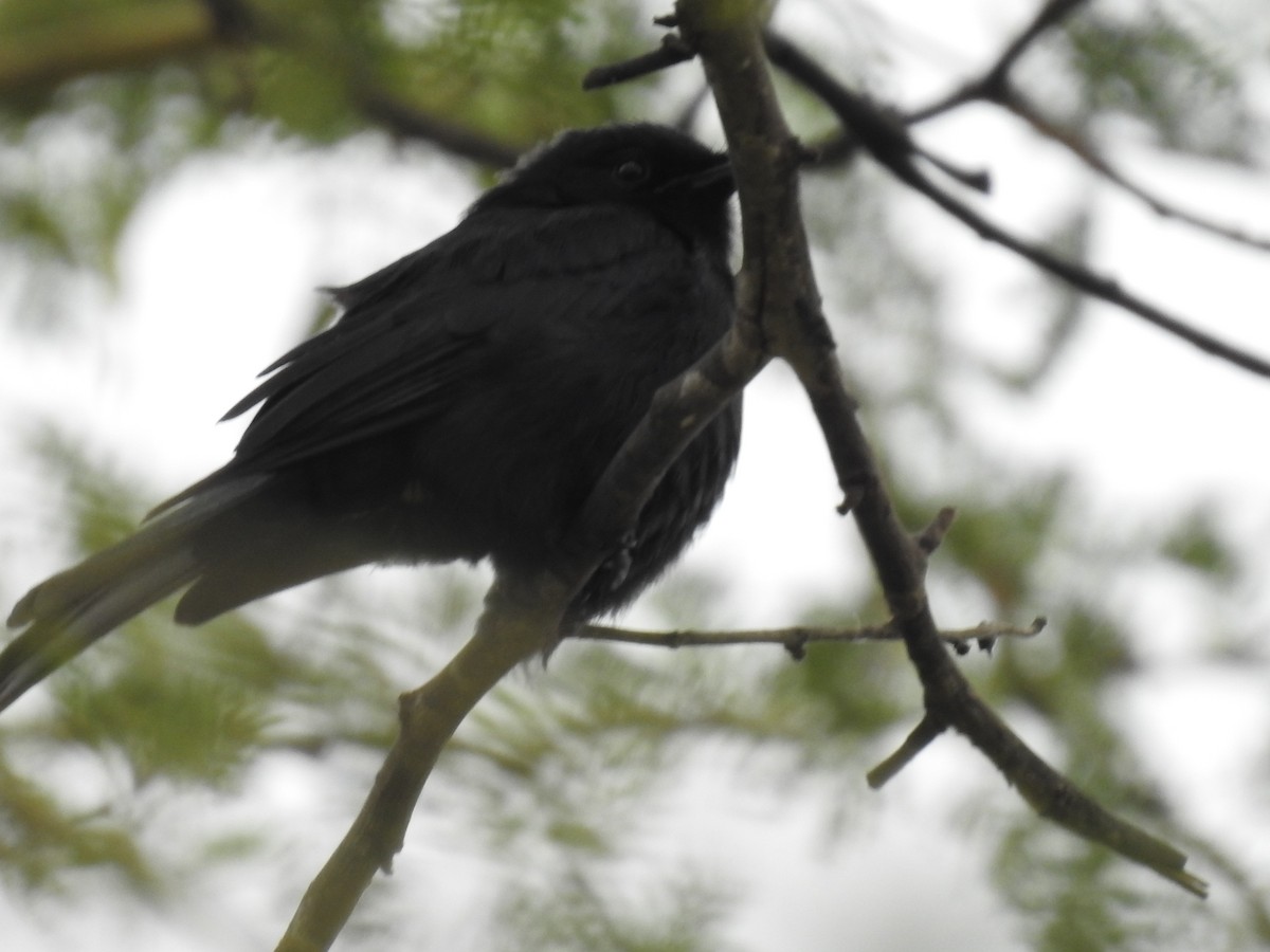 Southern Black-Flycatcher - ML645742759