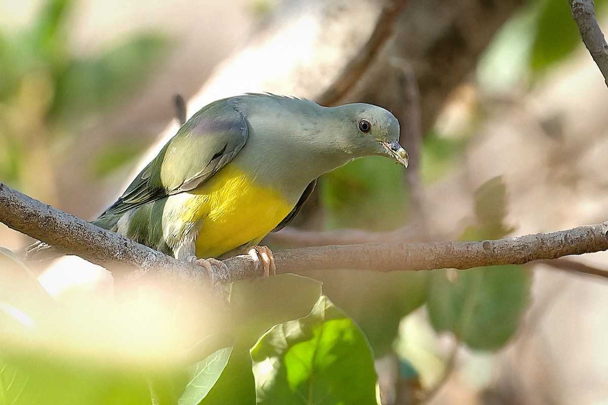 Bruce's Green-Pigeon - ML645742761