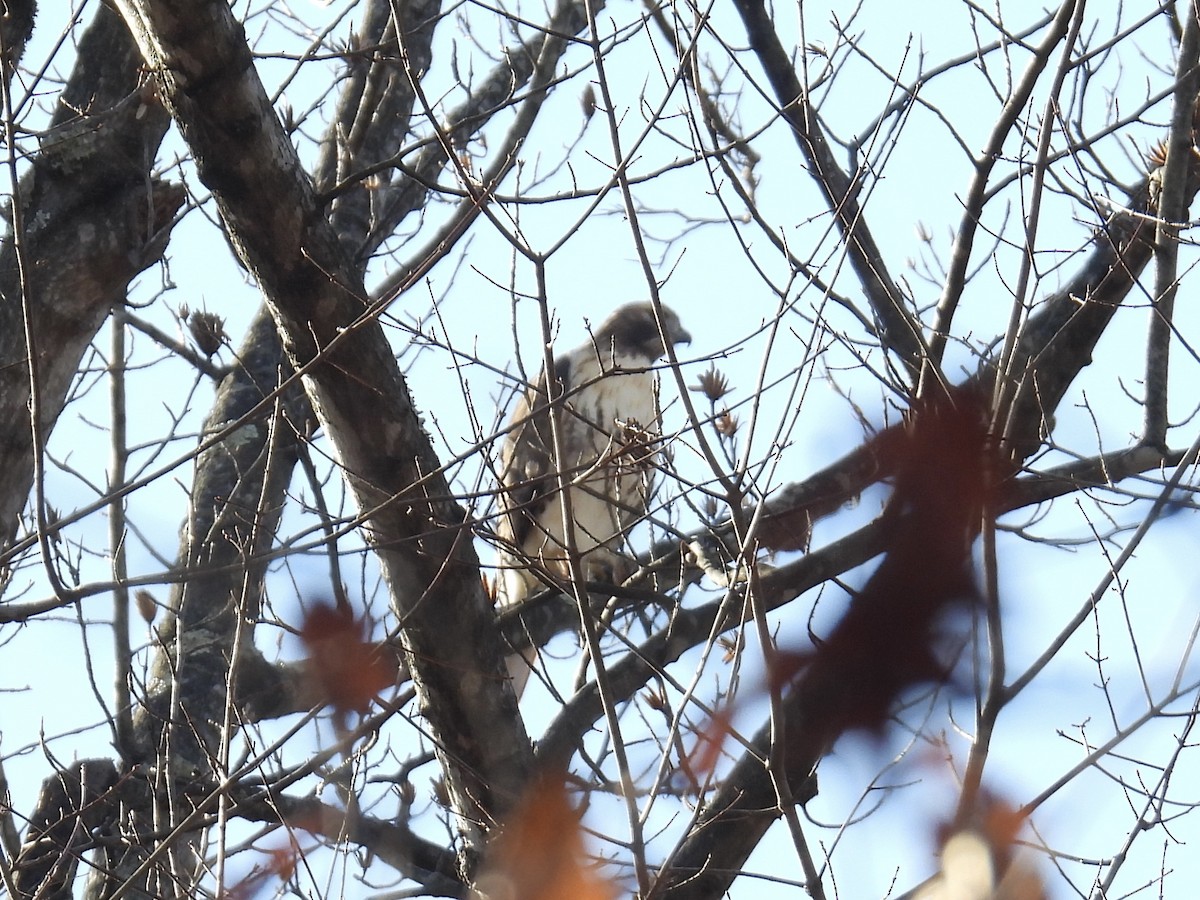Red-tailed Hawk - ML645742773