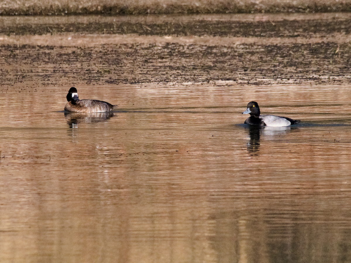 Greater Scaup - ML645742775