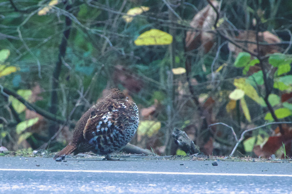 Ruffed Grouse - ML645742777