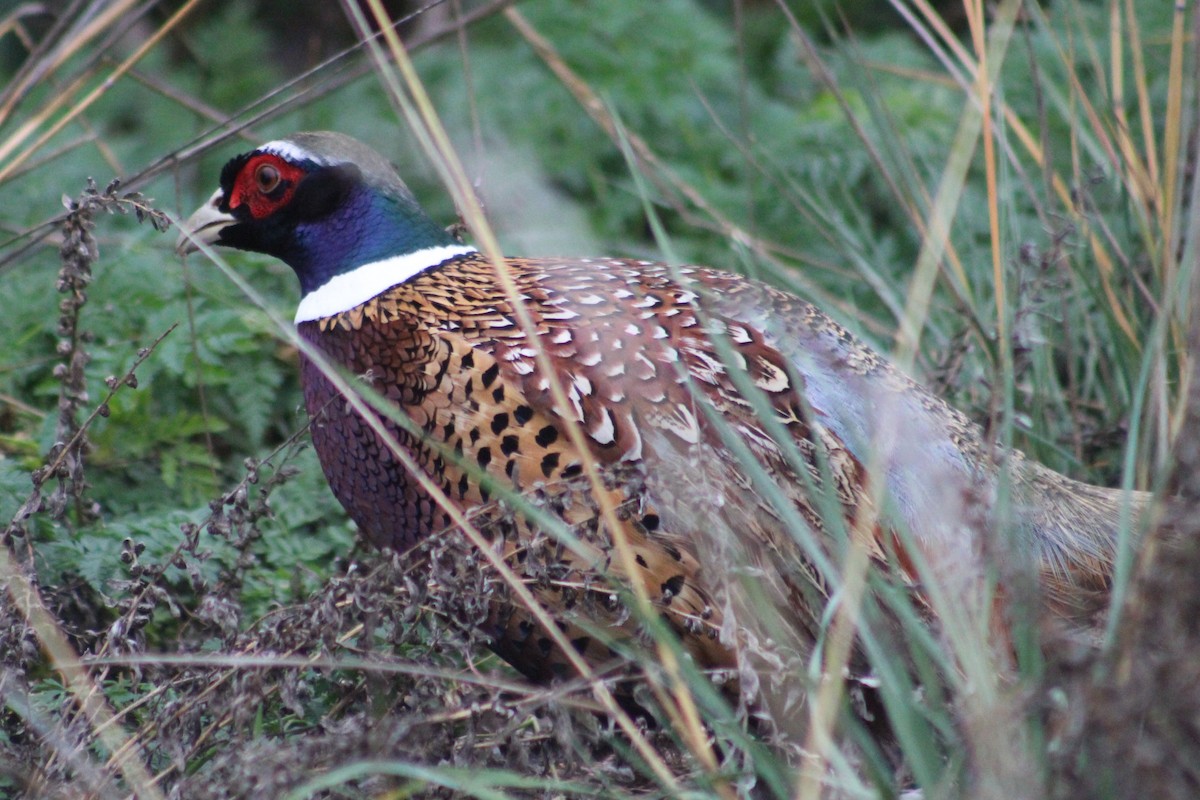 Ring-necked Pheasant - ML645742790