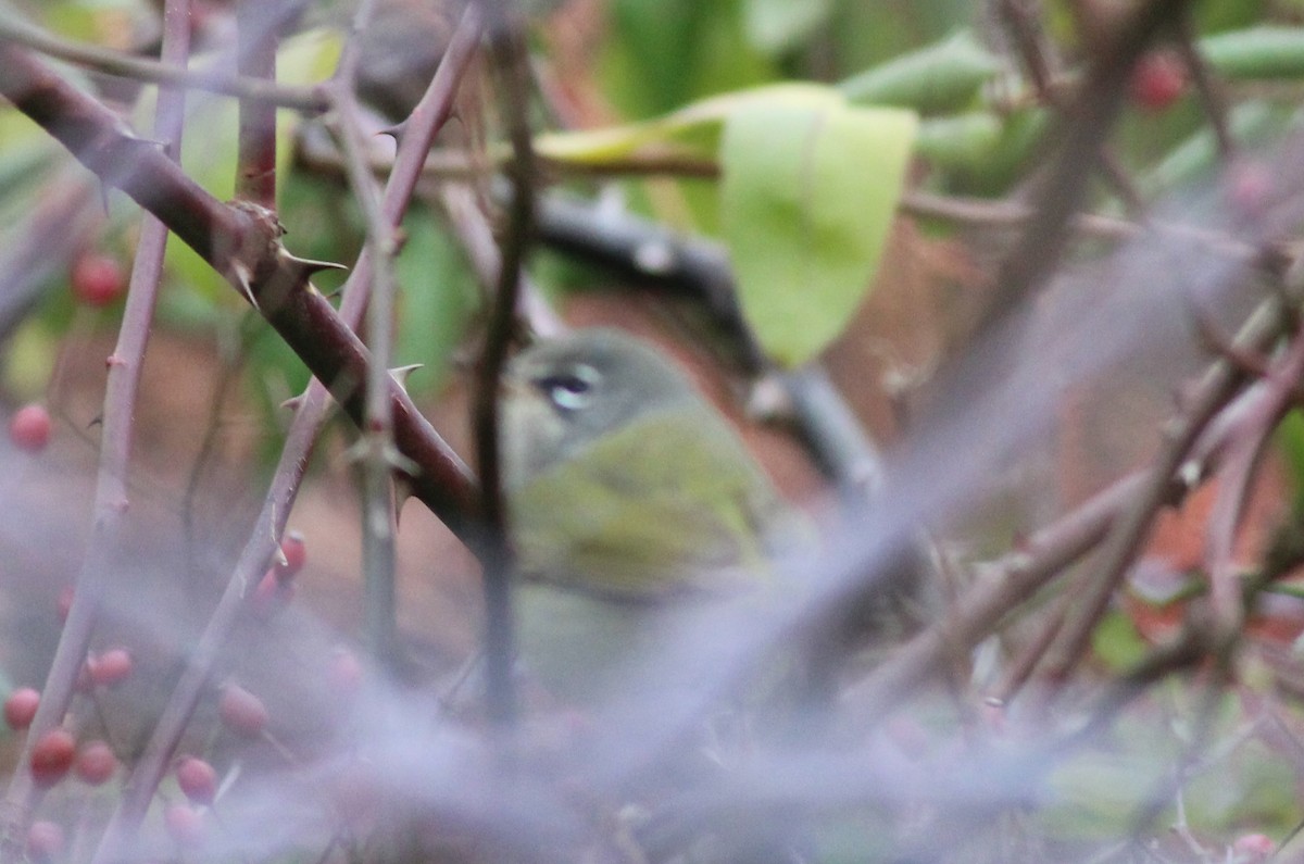 MacGillivray's Warbler - ML645742805