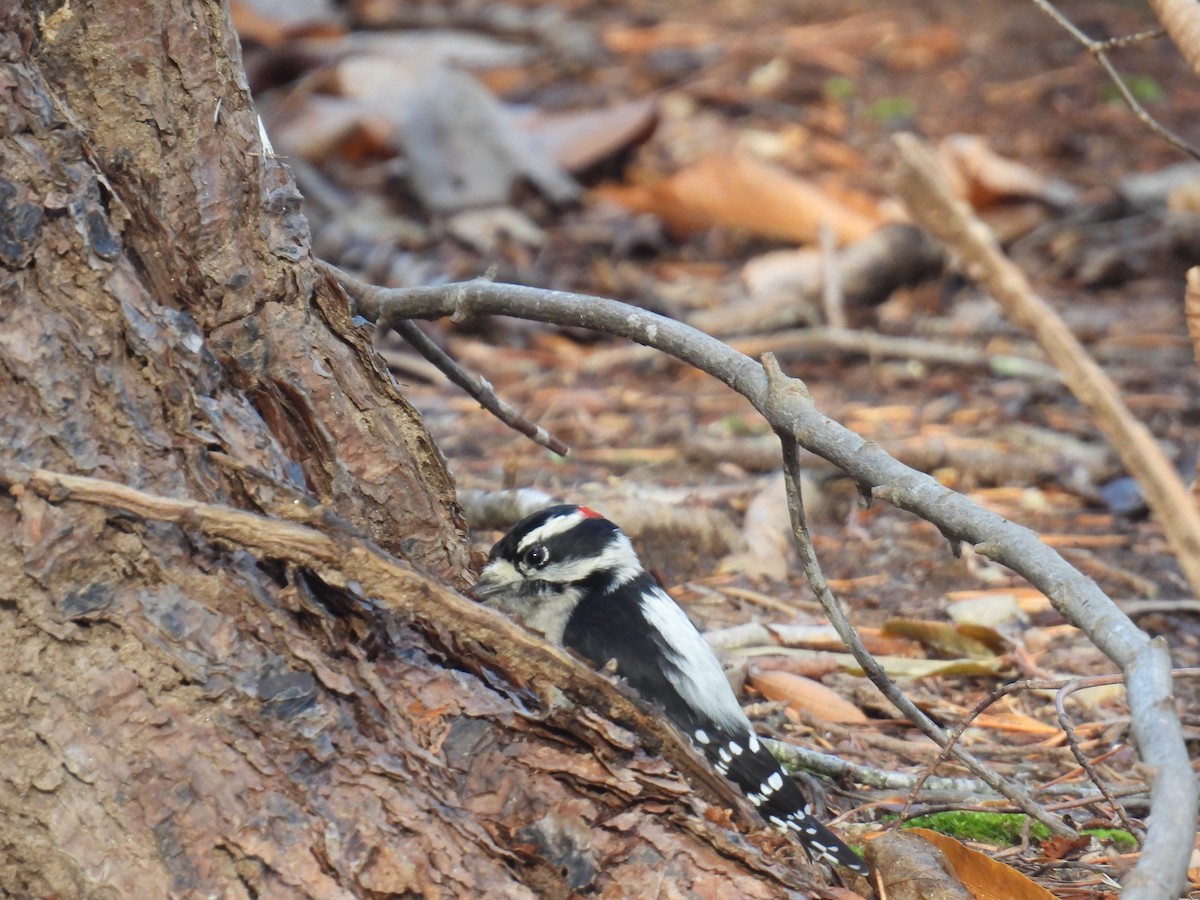 Downy Woodpecker - ML645742816