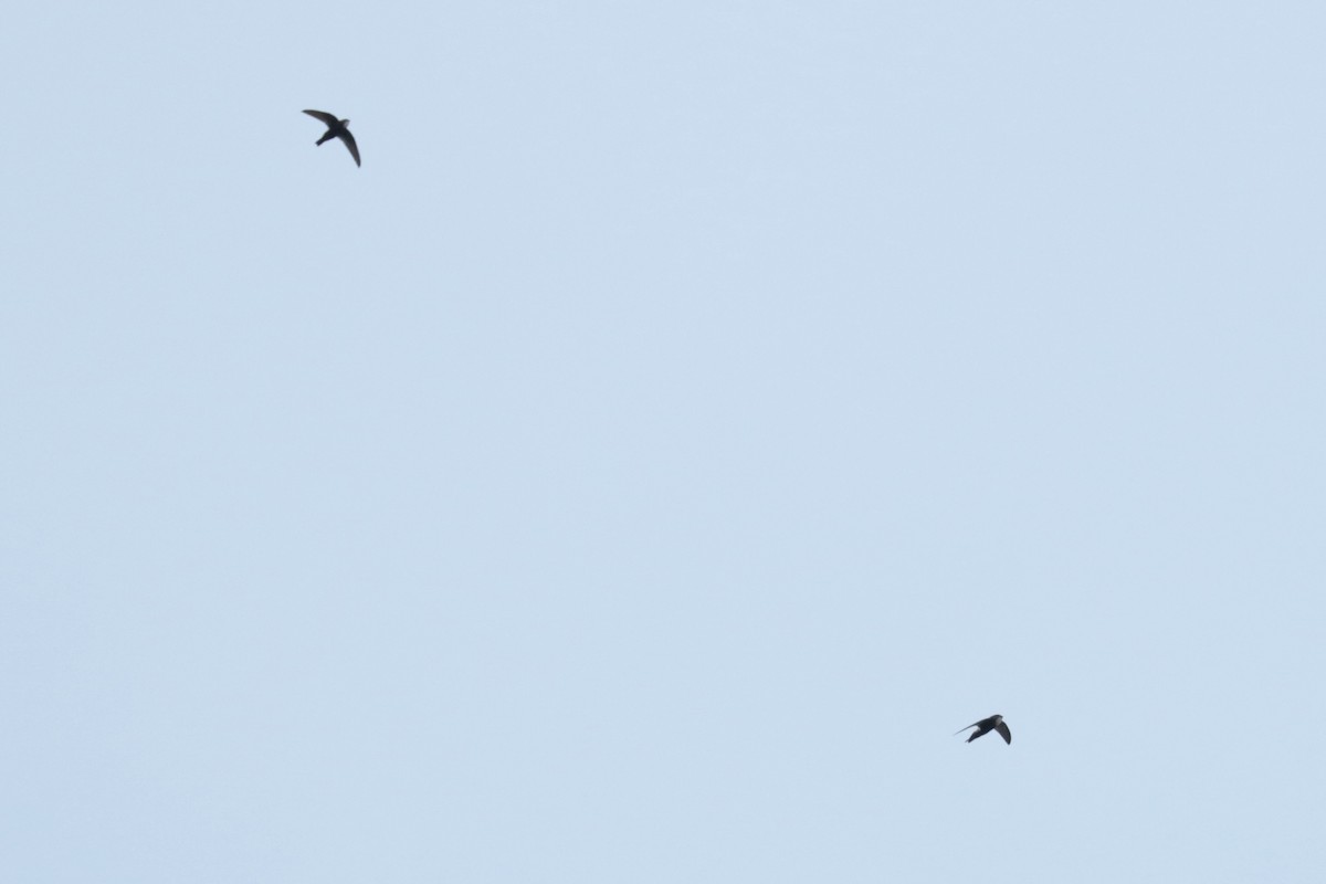 rorýs domácí - ML645742823