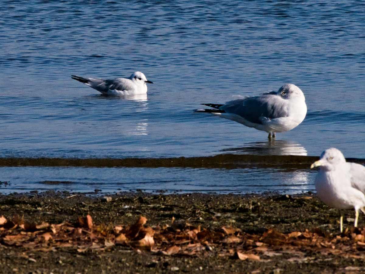 Bonaparte's Gull - ML645742836