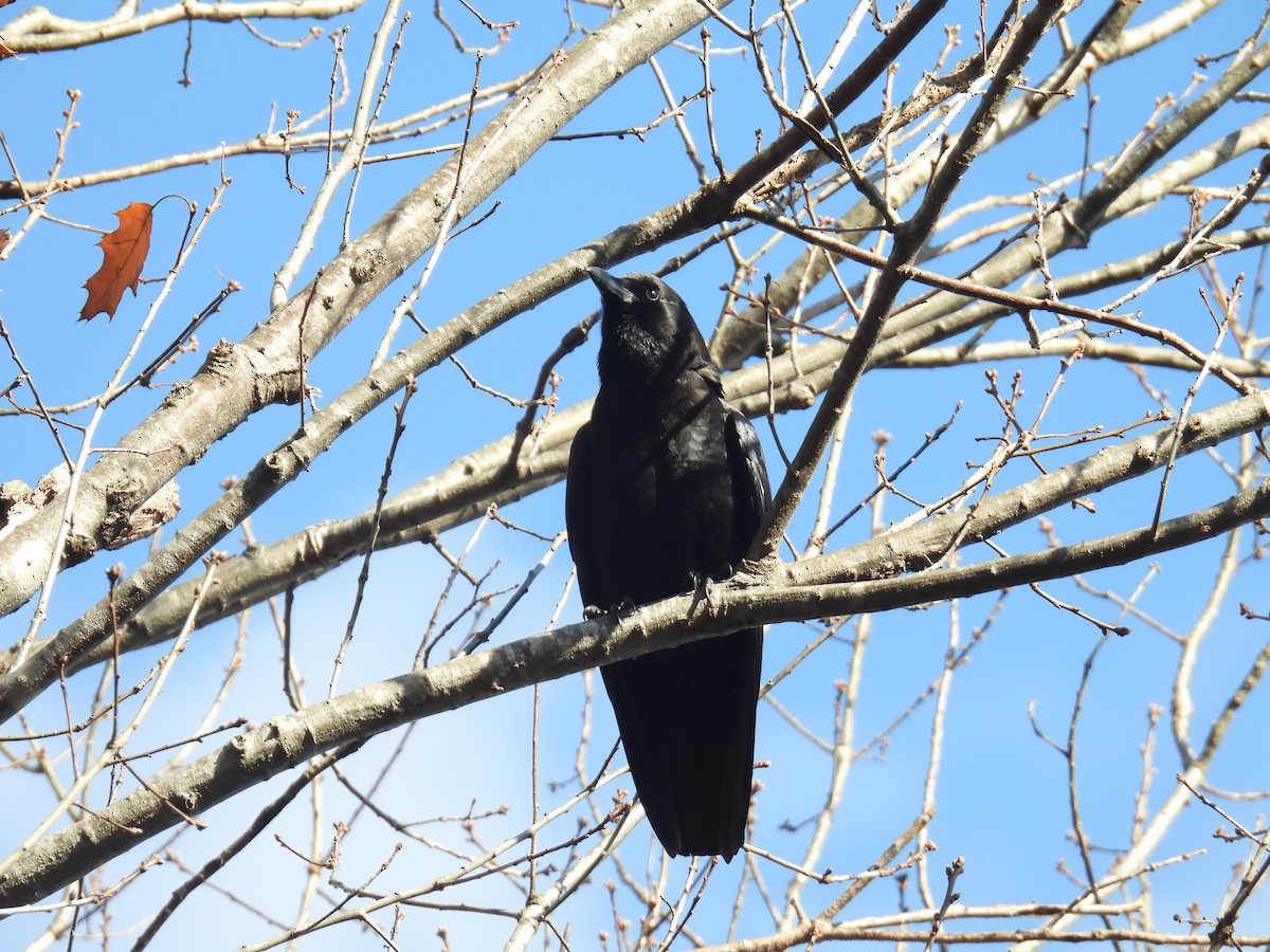 American Crow - ML645742837