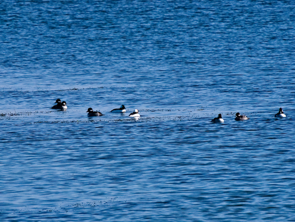 Bufflehead - ML645742840