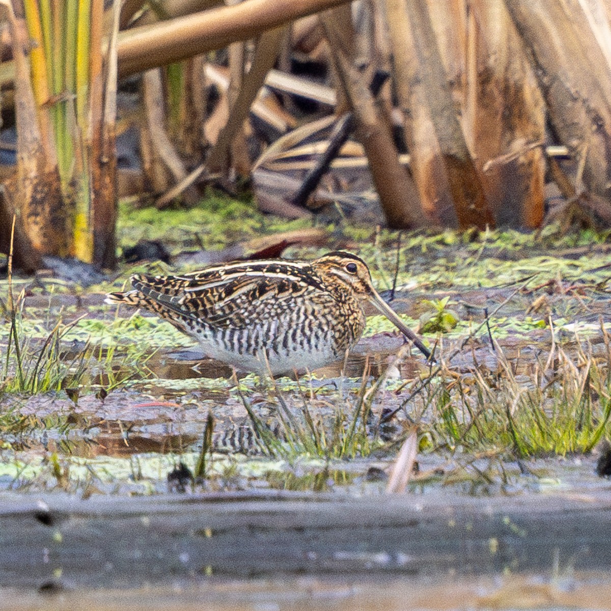 Wilson's Snipe - ML645742841