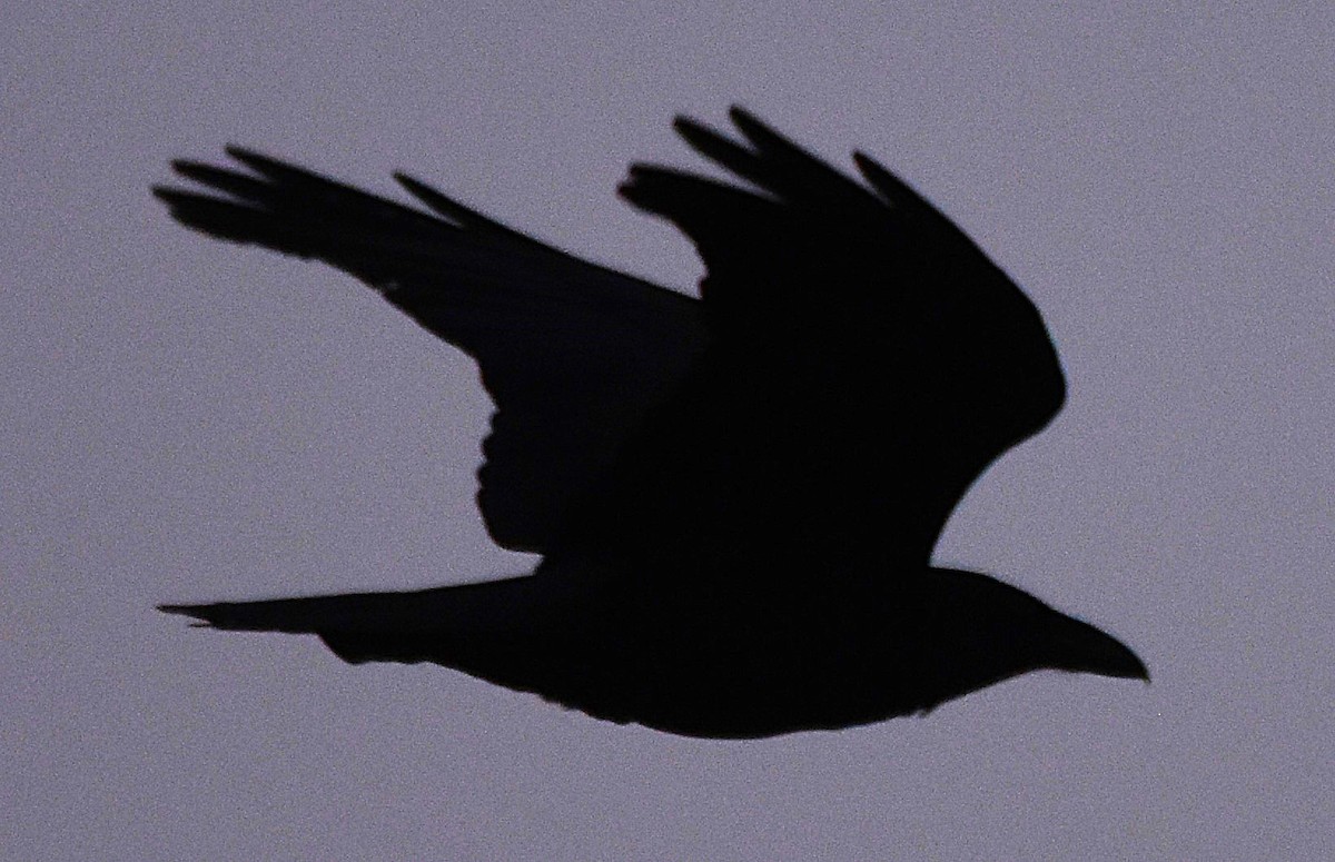 עורב שחור - ML645742842