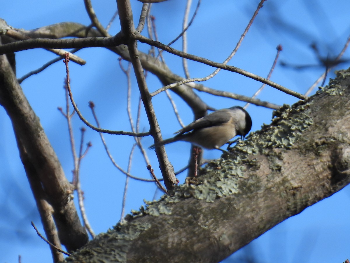 Carolina Chickadee - ML645742850