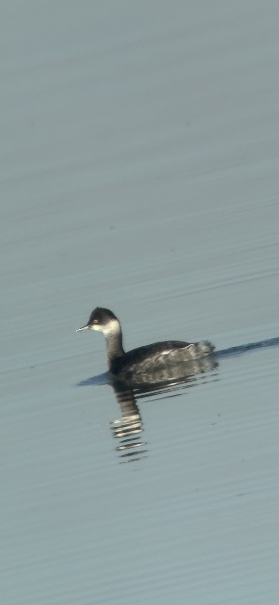 Eared Grebe - ML645742851