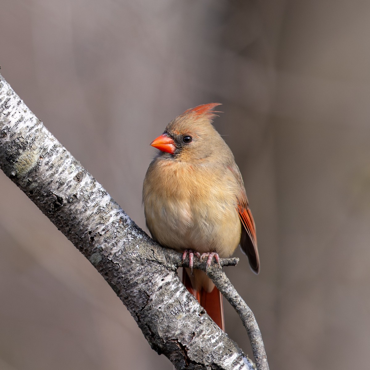 Northern Cardinal - ML645742854