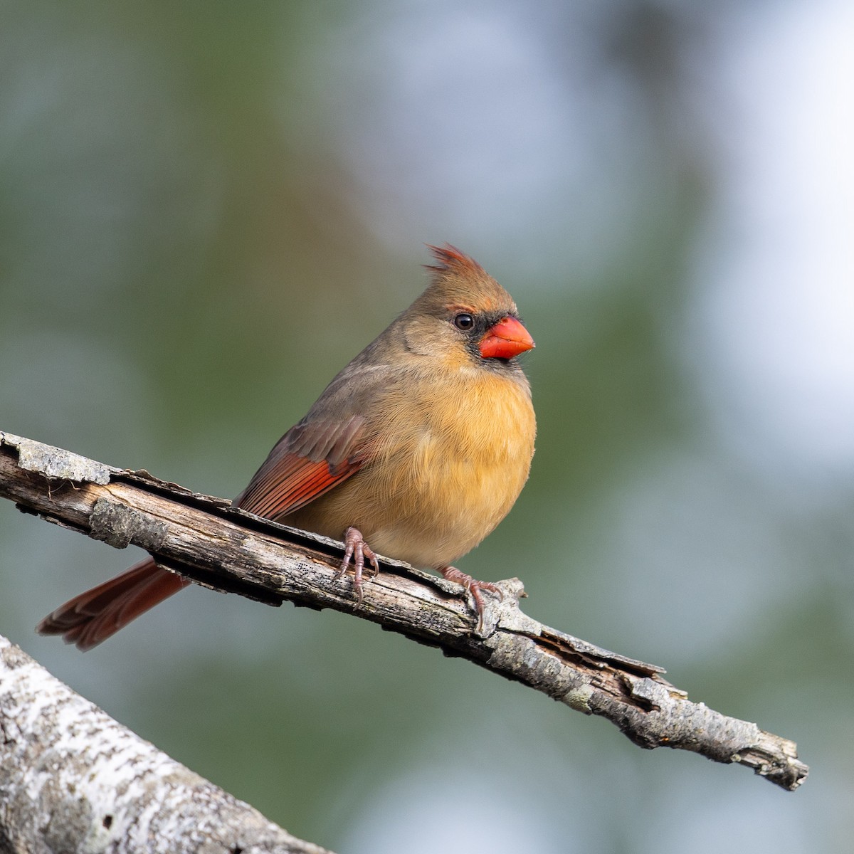 Northern Cardinal - ML645742855