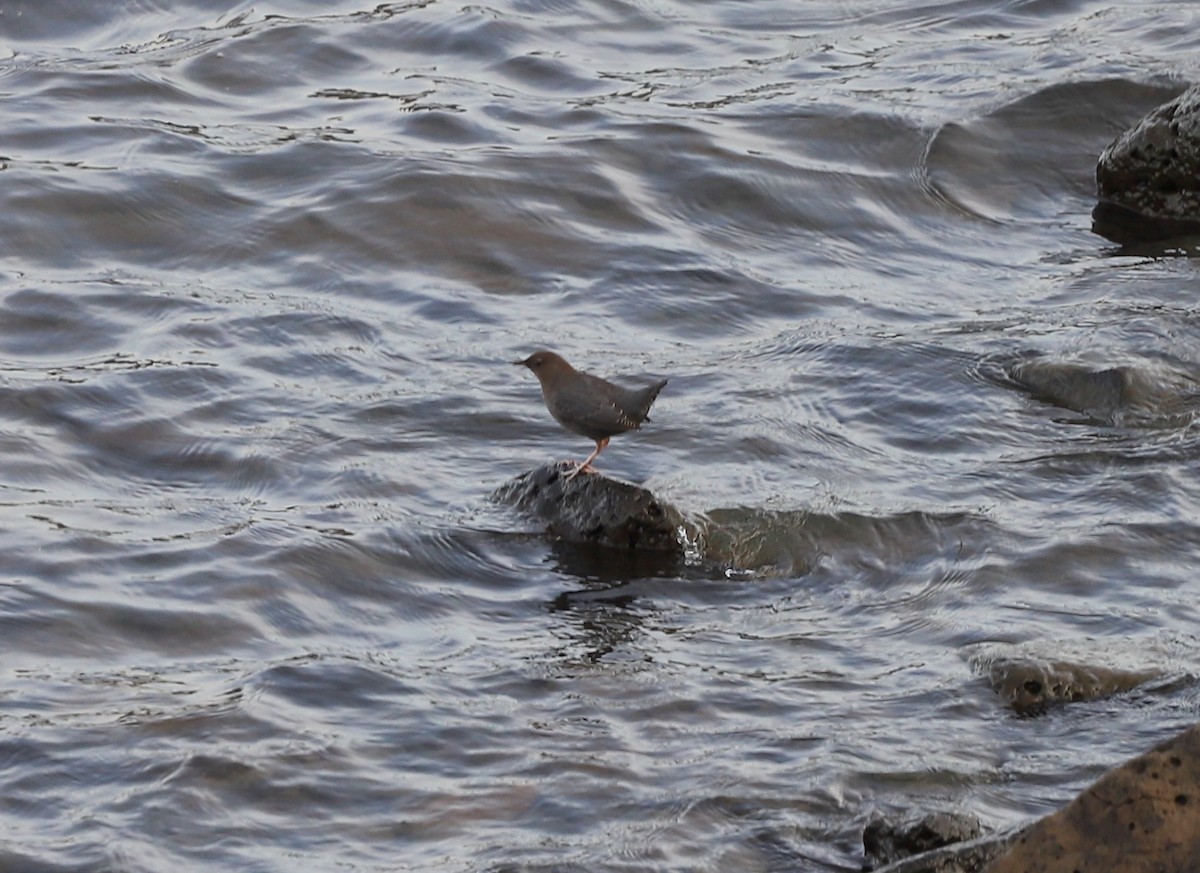 American Dipper - ML645742856