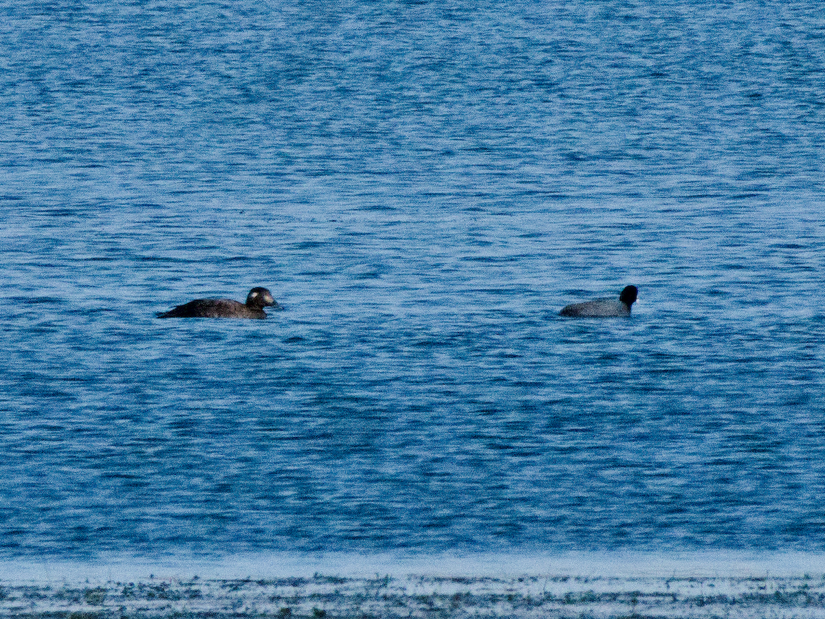 White-winged Scoter - ML645742860