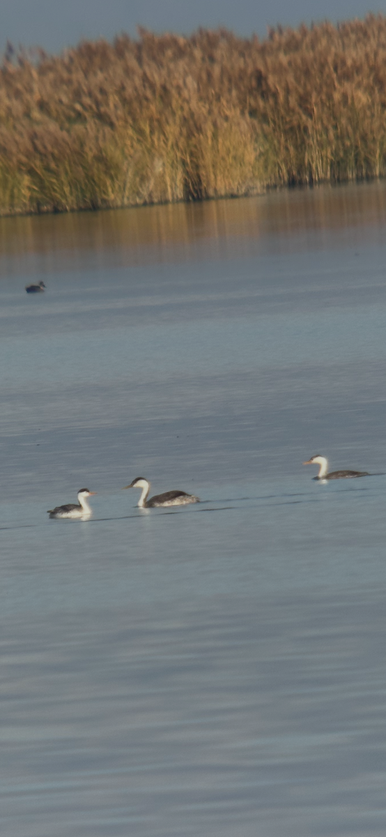 Clark's Grebe - ML645742865