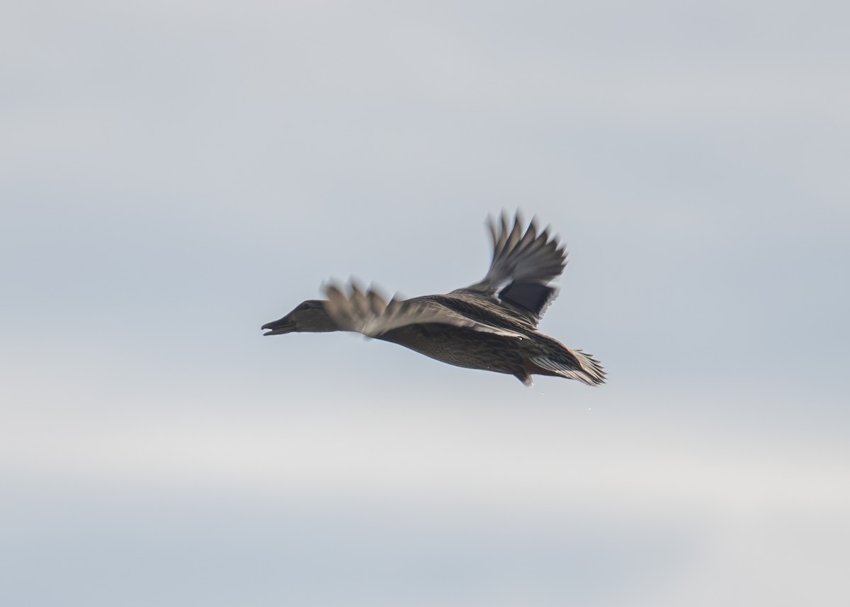 Mallard - ML645742869