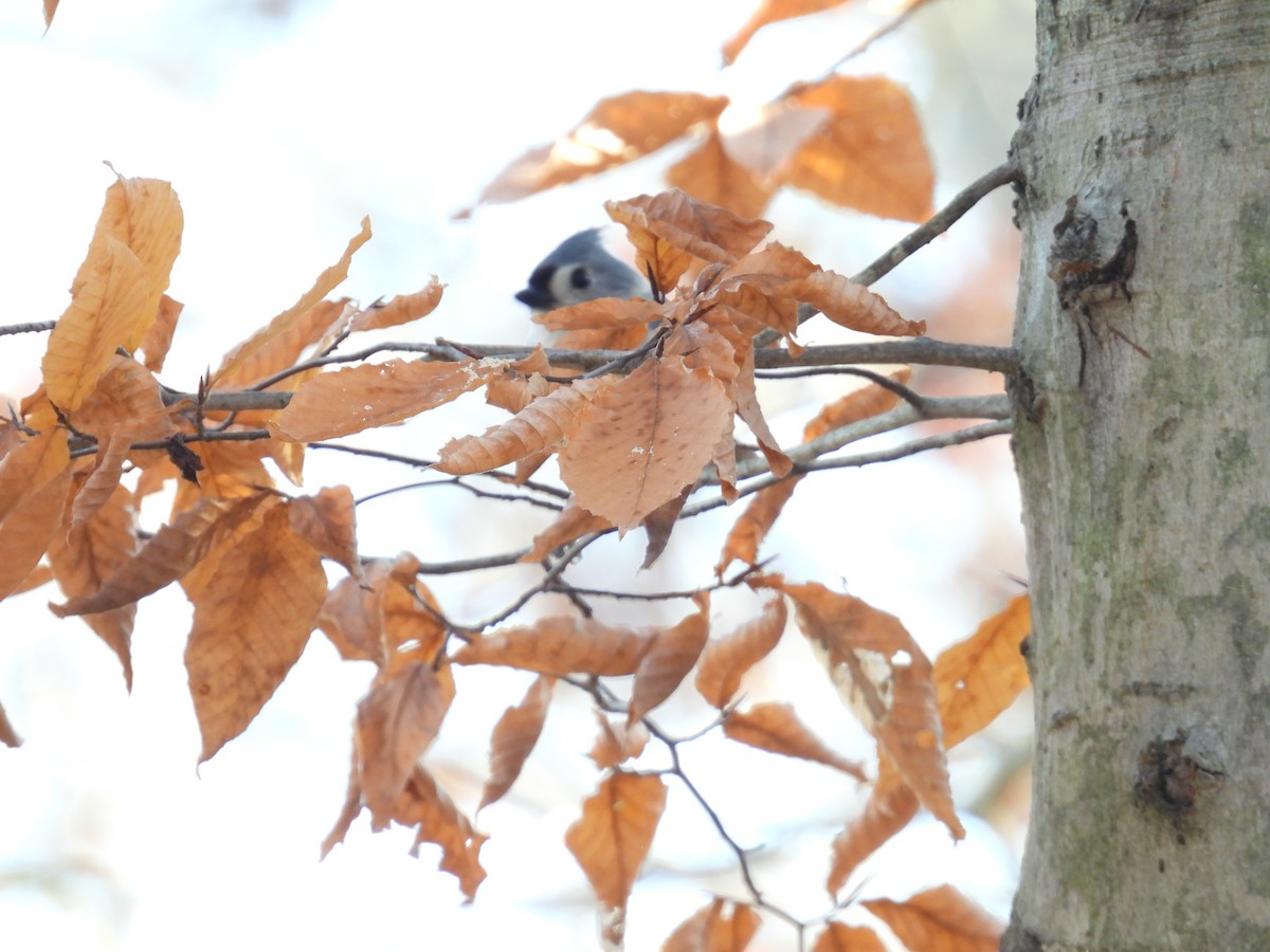 Tufted Titmouse - ML645742871