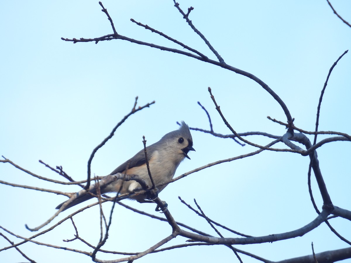 Tufted Titmouse - ML645742872