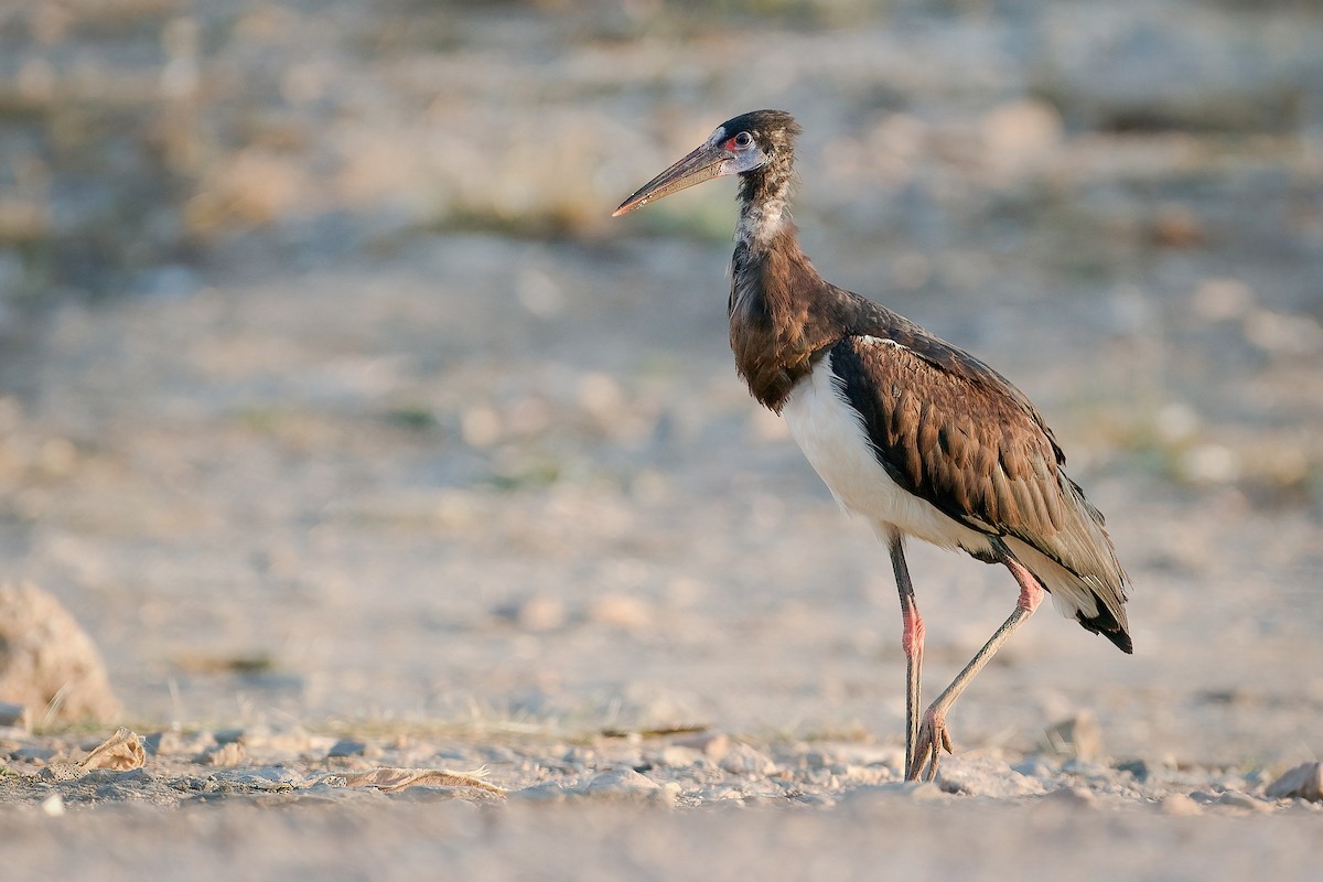 חסידת אבדים - ML645742884