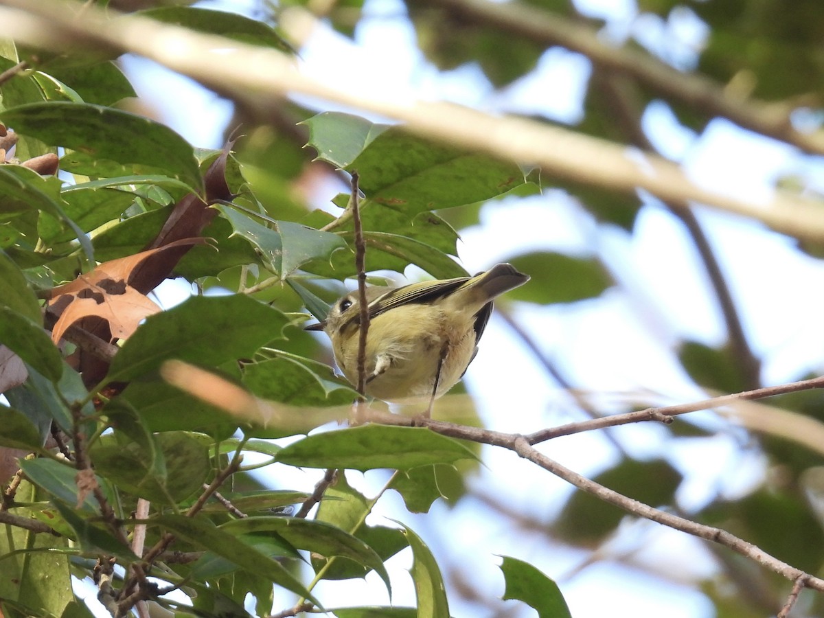 Ruby-crowned Kinglet - ML645742889