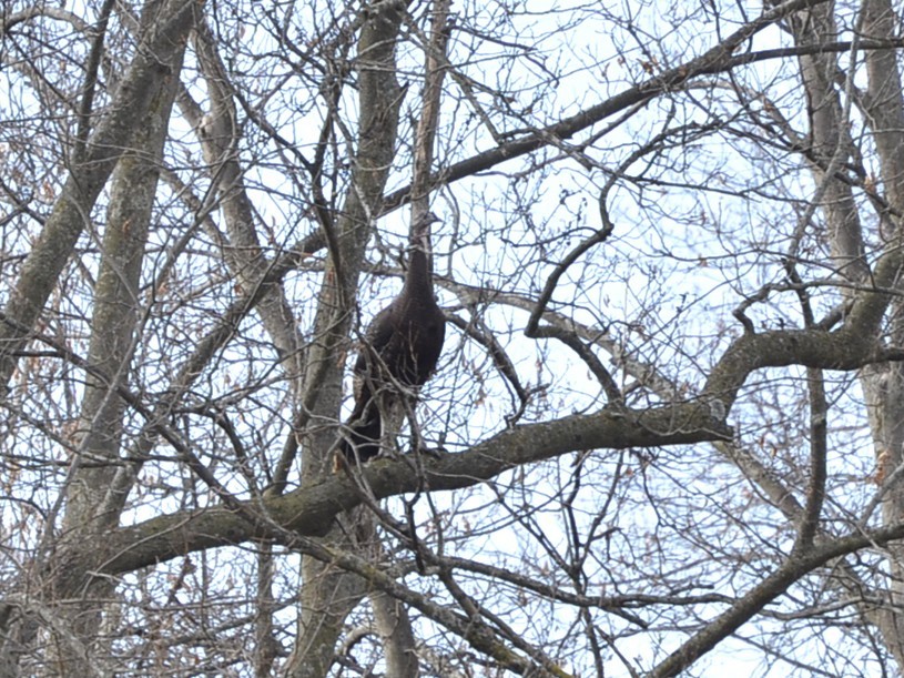 krocan divoký - ML645742893