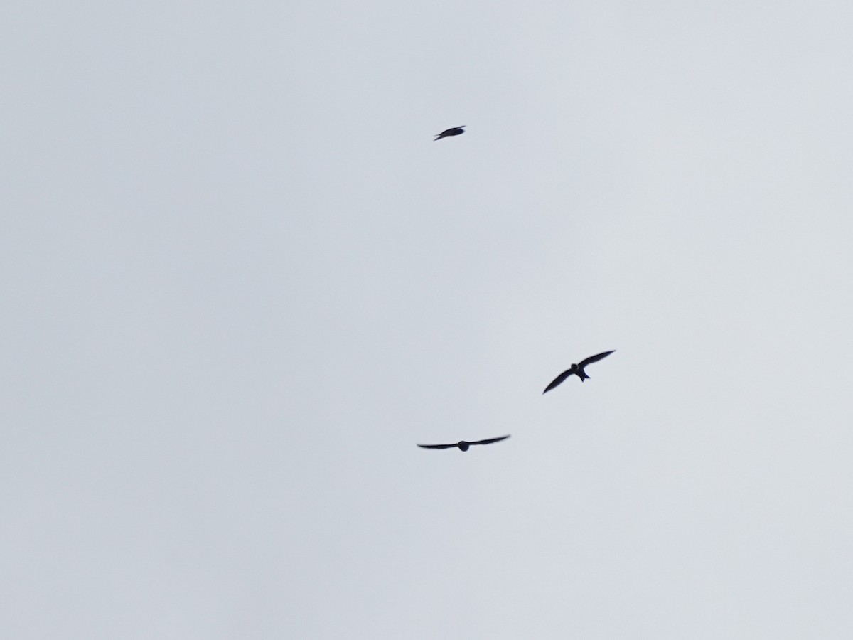 White-collared Swift - ML645742897