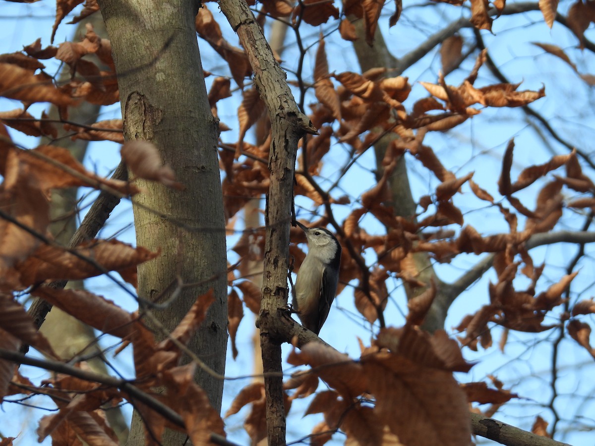 White-breasted Nuthatch - ML645742901