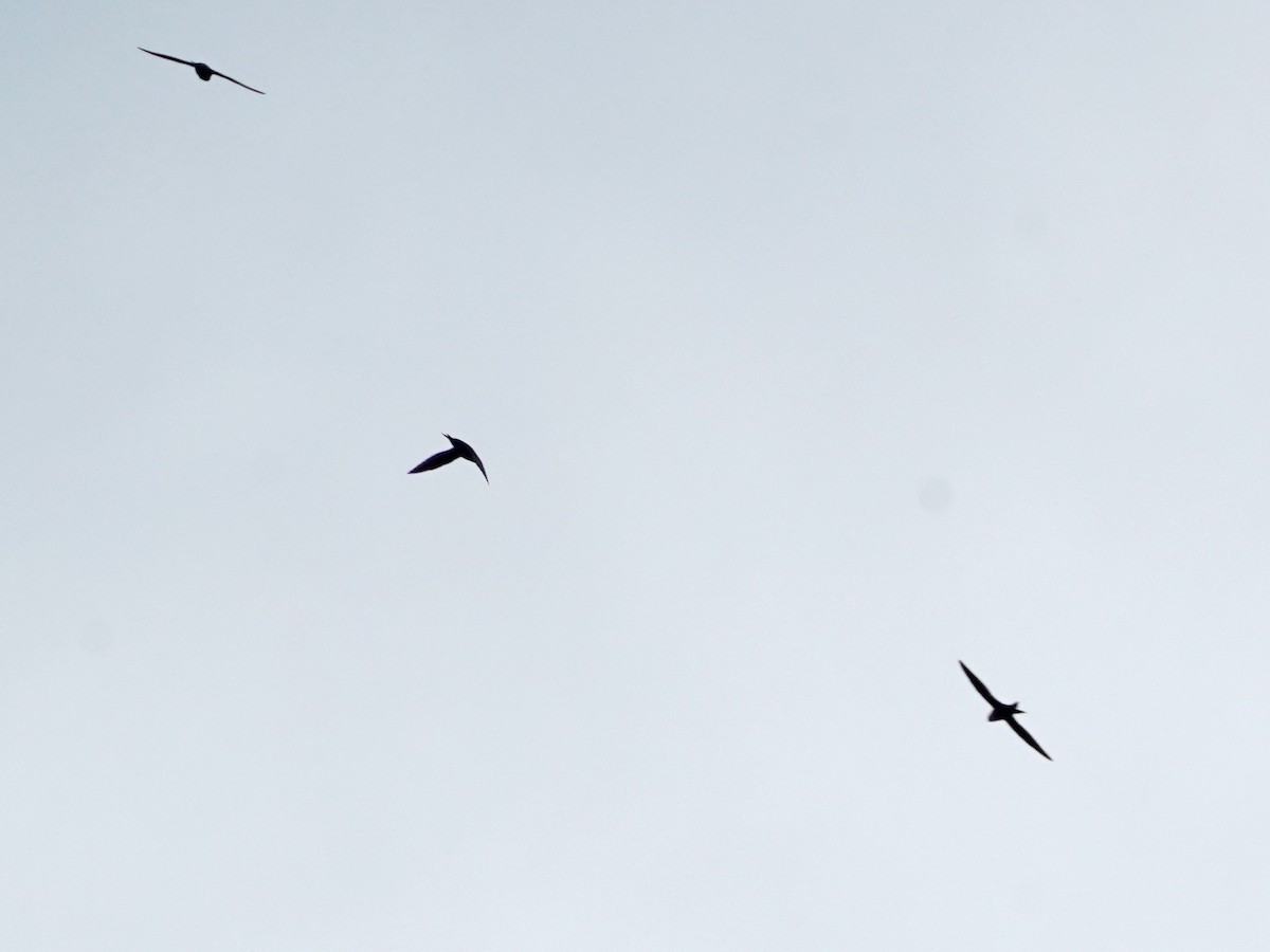 White-collared Swift - ML645742910