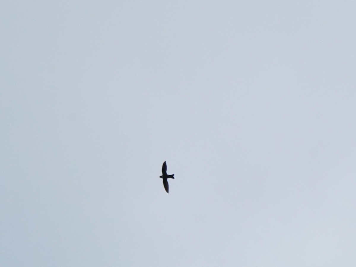 White-collared Swift - ML645742911