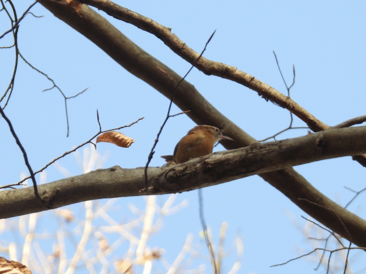 Carolina Wren - ML645742916