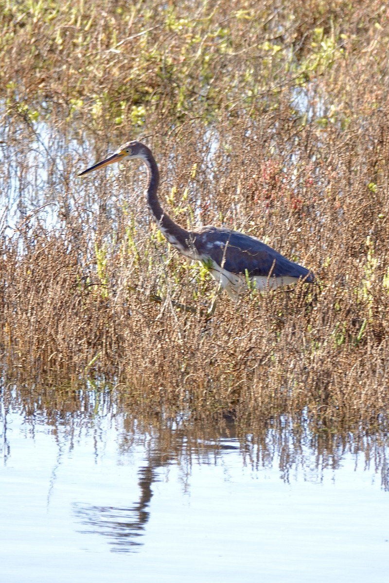 Tricolored Heron - ML645742925