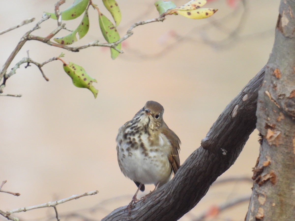 Hermit Thrush - ML645742931