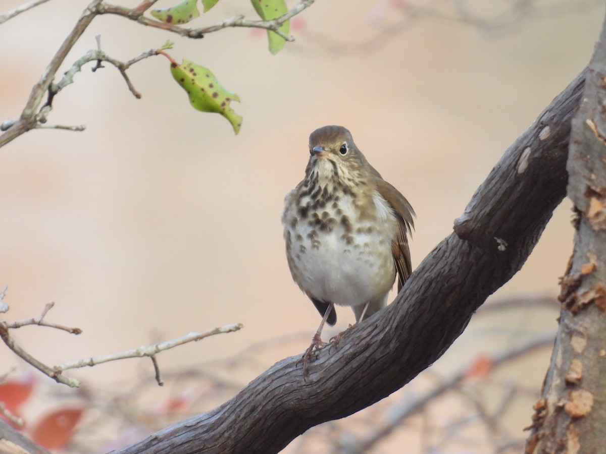 Hermit Thrush - ML645742932