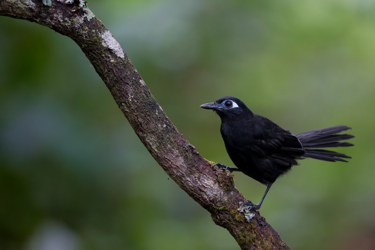 Очковая муравьеловка - ML645742945