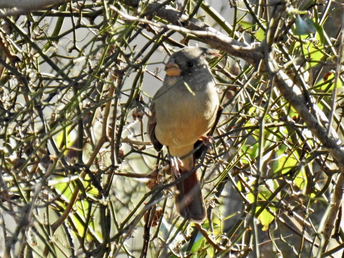 Pyrrhuloxia - ML645742950